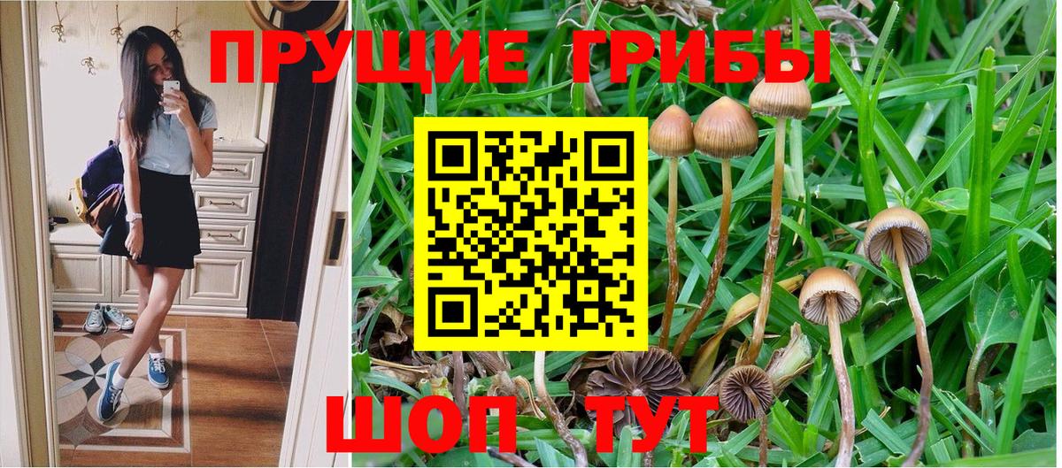 Галлюциногенные грибы Cubensis Славгород